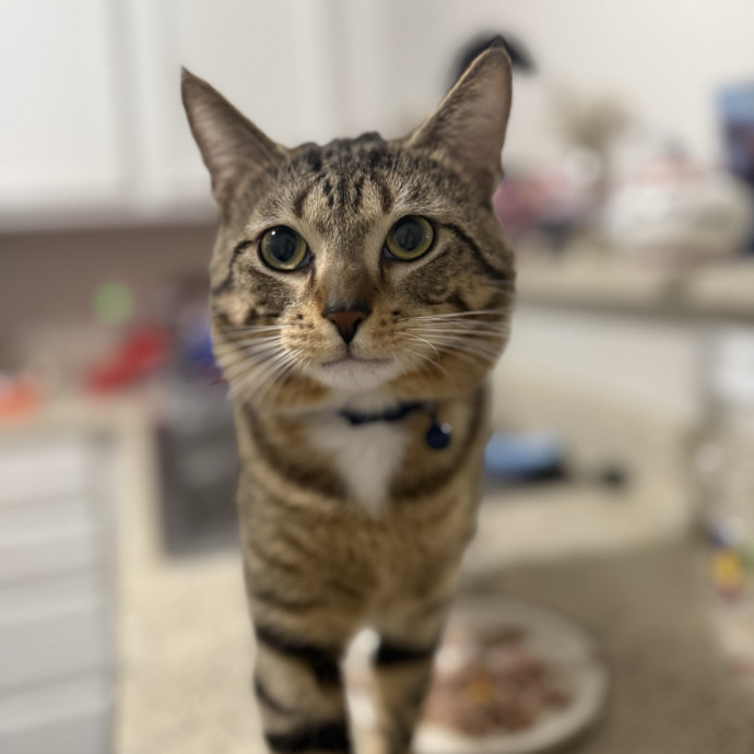 Jenn The Cat Sitter