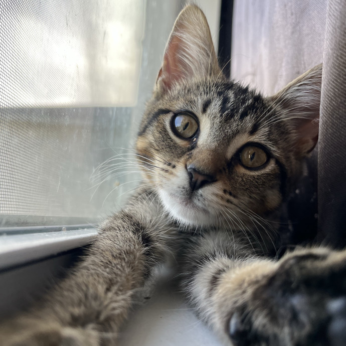 Jenn The Cat Sitter