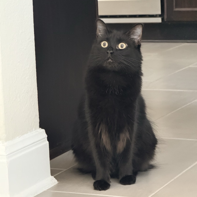Jenn The Cat Sitter