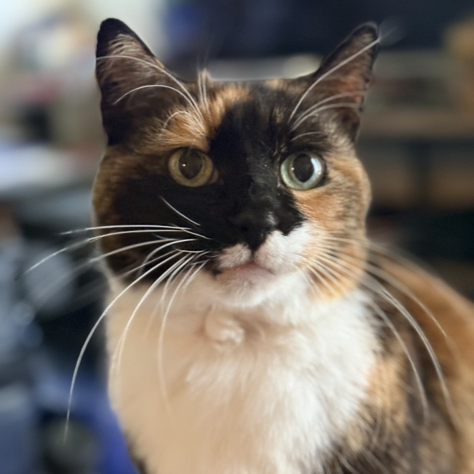 Jenn The Cat Sitter
