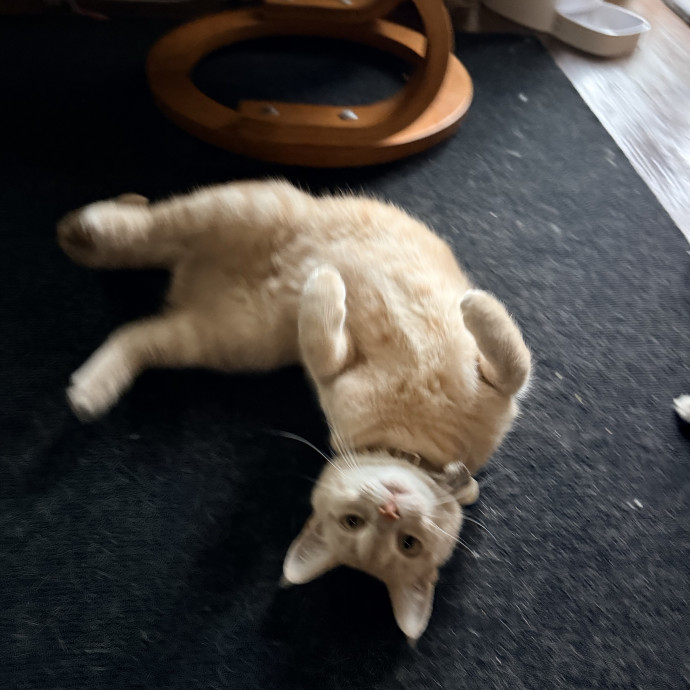 Jenn The Cat Sitter