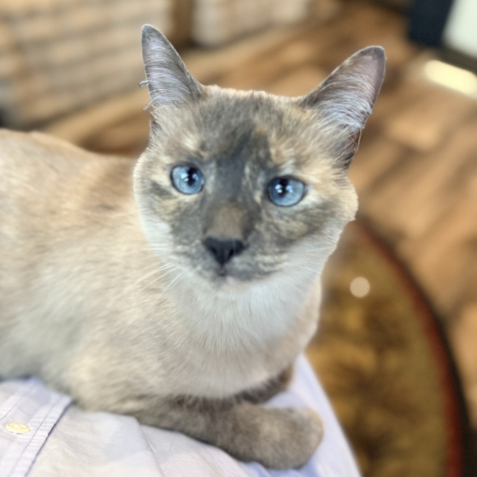 Jenn The Cat Sitter
