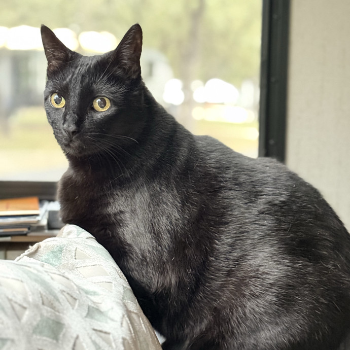 Jenn The Cat Sitter