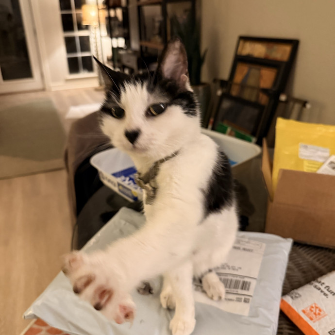 Jenn The Cat Sitter
