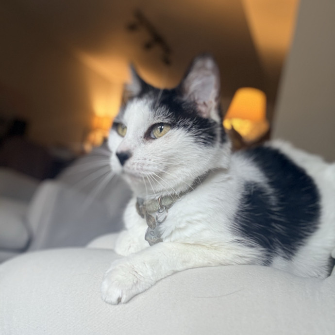 Jenn The Cat Sitter
