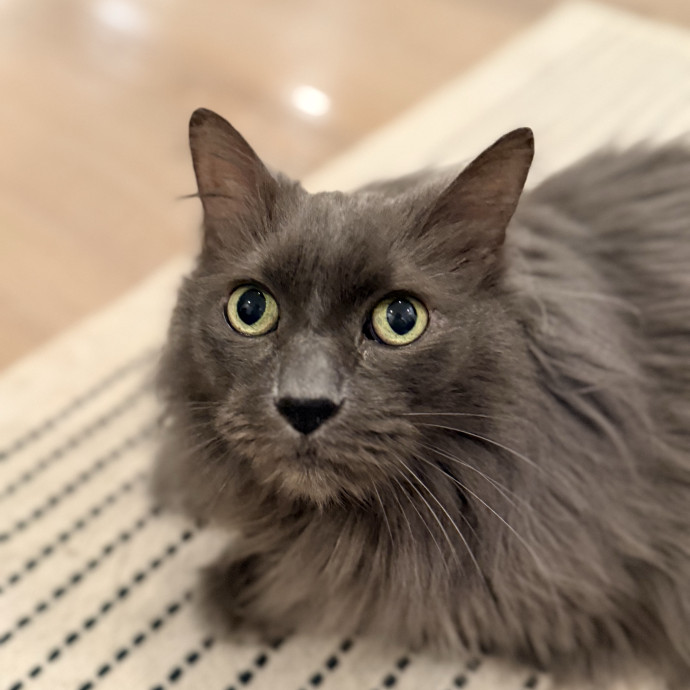 Jenn The Cat Sitter