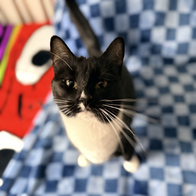 Jenn The Cat Sitter