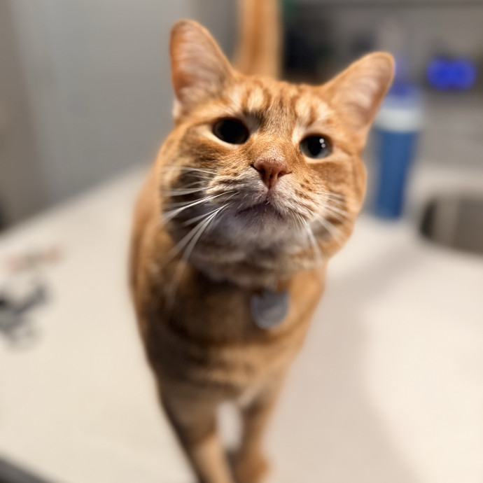 Jenn The Cat Sitter