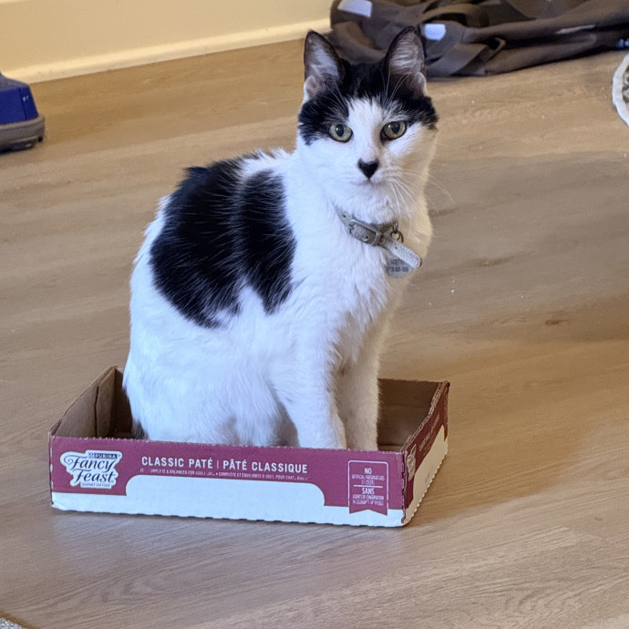 Jenn The Cat Sitter