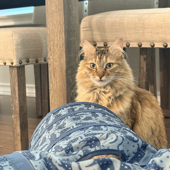 Jenn The Cat Sitter