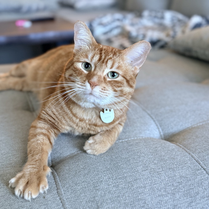 Jenn The Cat Sitter