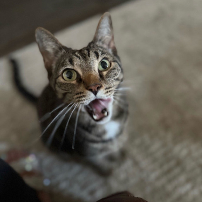 Jenn The Cat Sitter