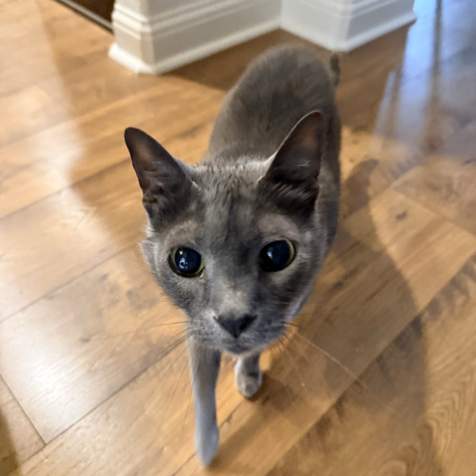 Jenn The Cat Sitter