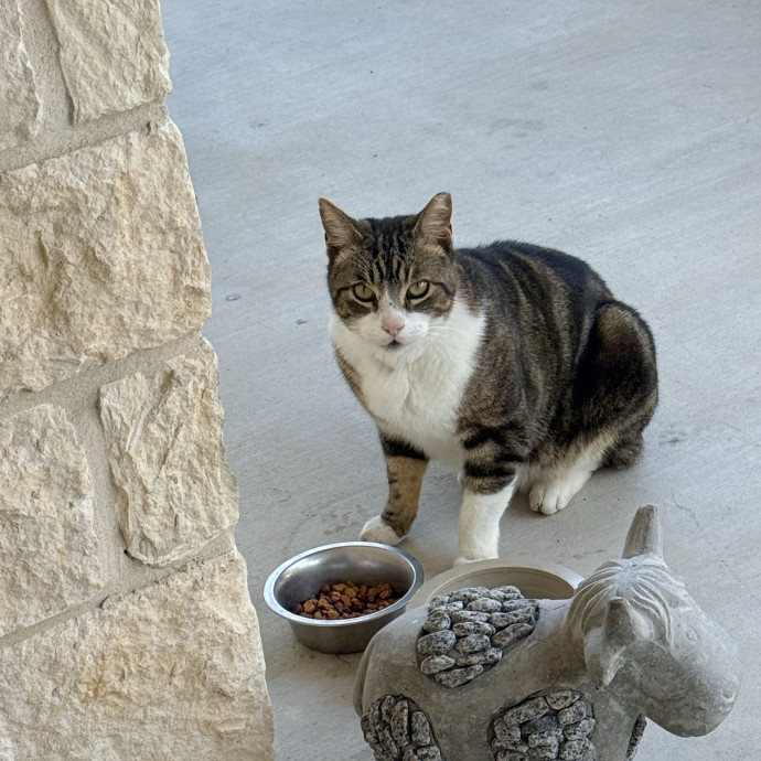 Jenn The Cat Sitter