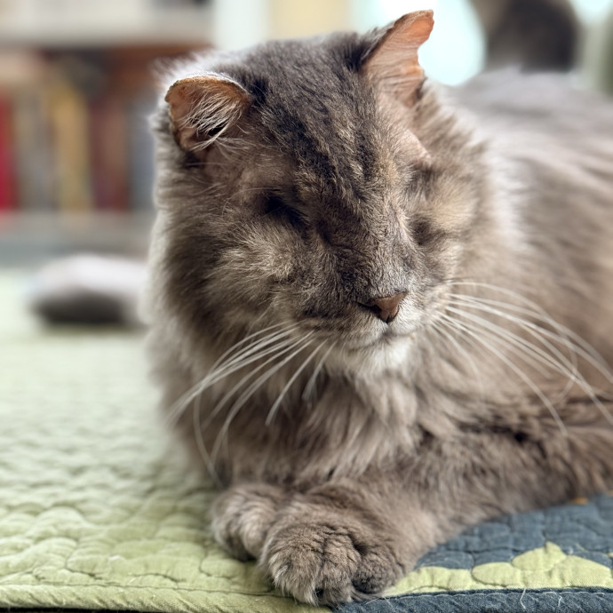 Jenn The Cat Sitter