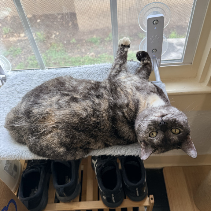 Jenn The Cat Sitter