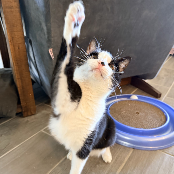 Jenn The Cat Sitter