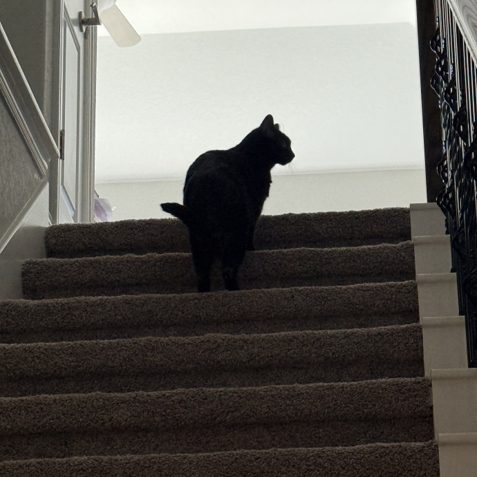 Jenn The Cat Sitter