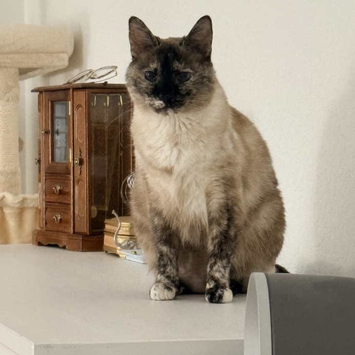 Jenn The Cat Sitter