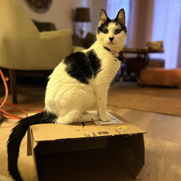 Jenn The Cat Sitter