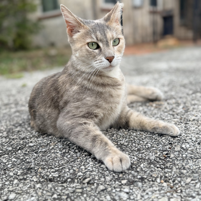 Jenn The Cat Sitter