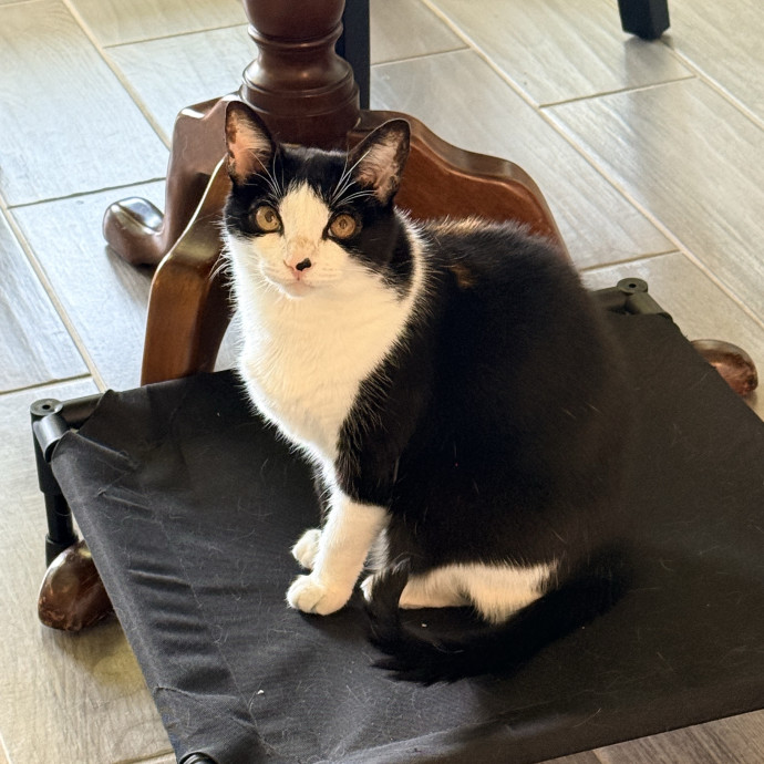 Jenn The Cat Sitter