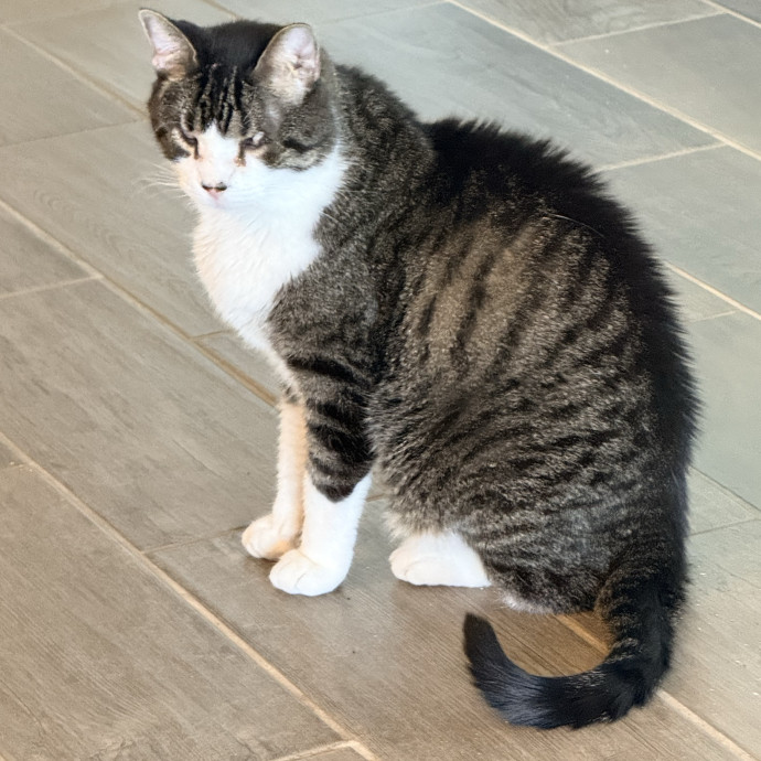 Jenn The Cat Sitter