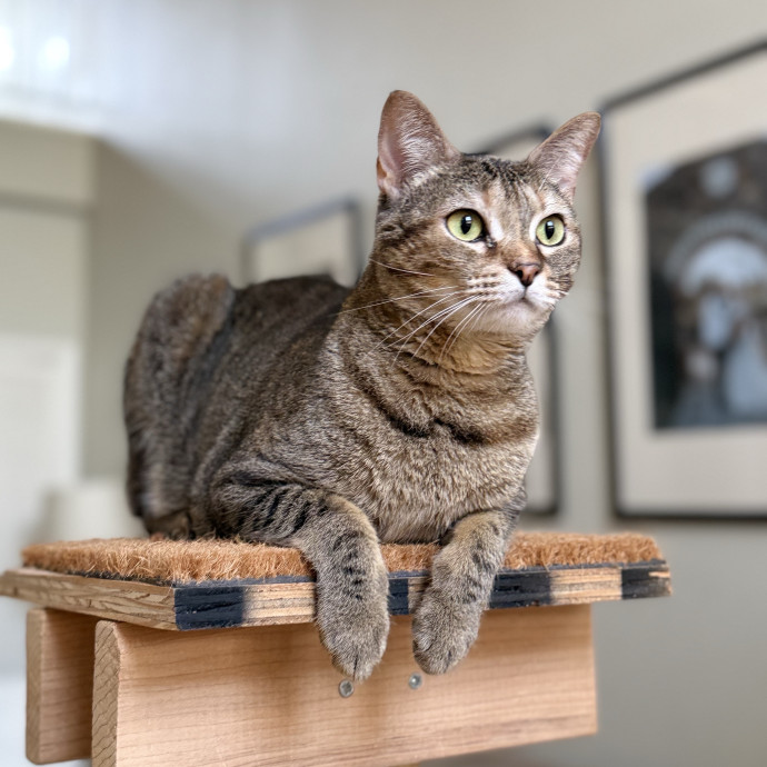 Jenn The Cat Sitter