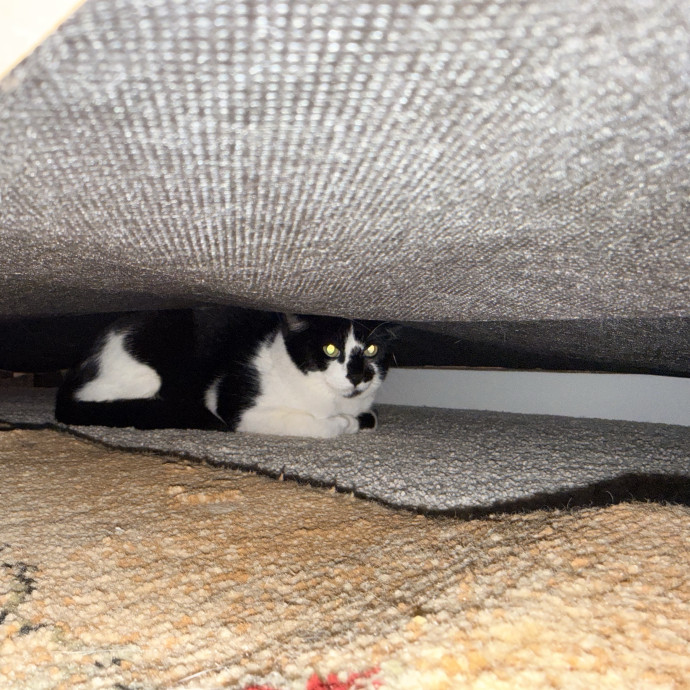 Jenn The Cat Sitter photo 3