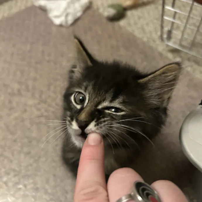 Lulu B.
