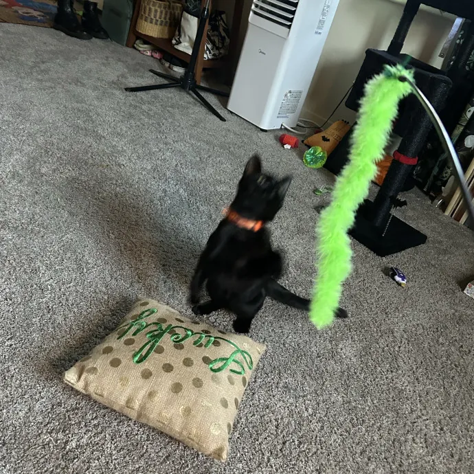 Lulu B.
