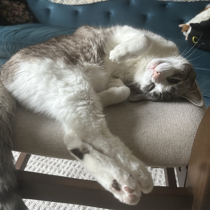 Experienced Cat Owner And Caregiver