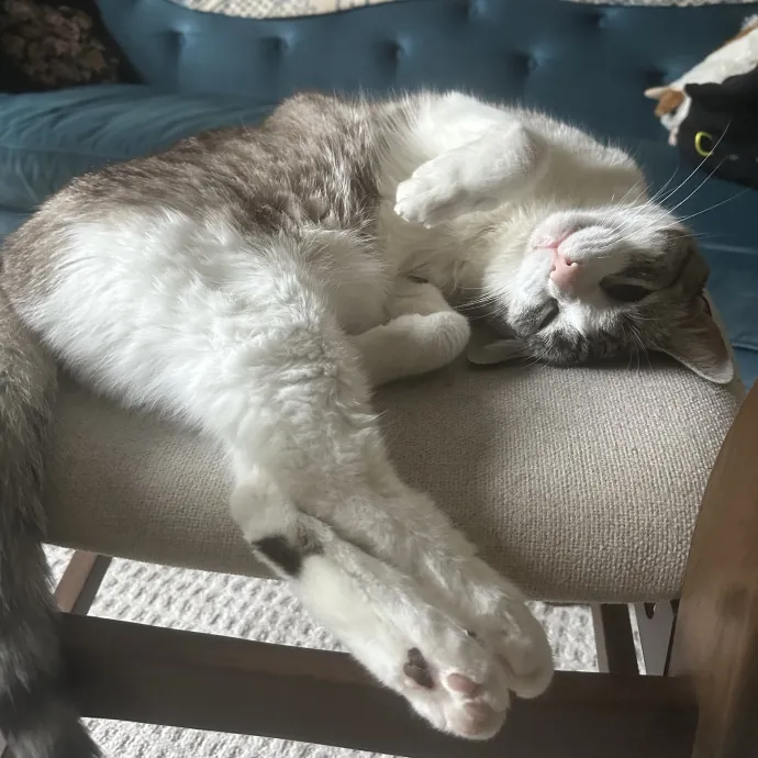Experienced Cat Owner And Caregiver
