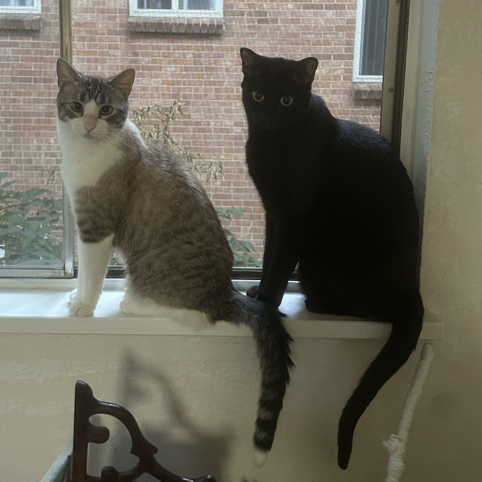 Experienced Cat Owner And Caregiver