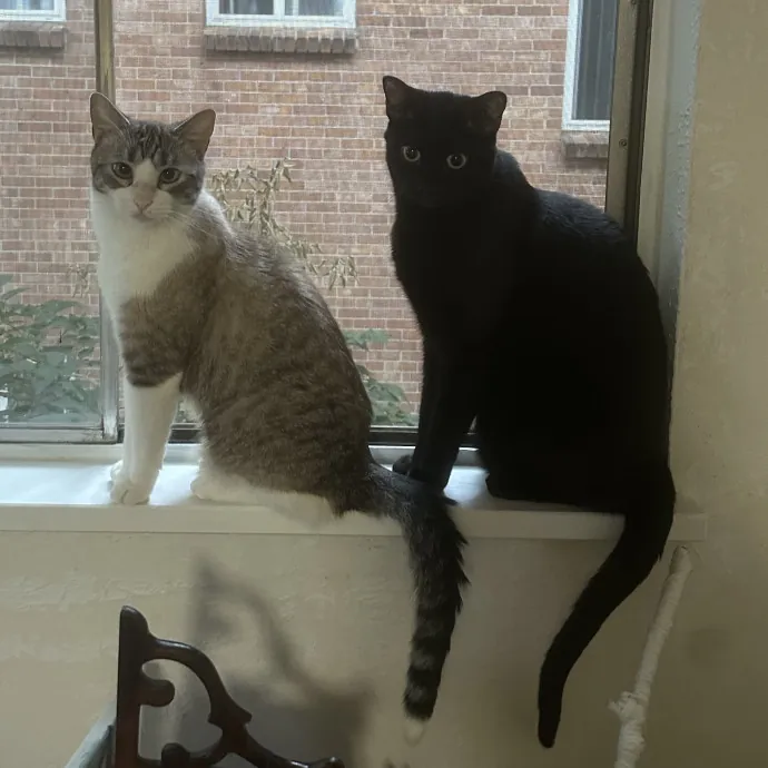 Experienced Cat Owner And Caregiver