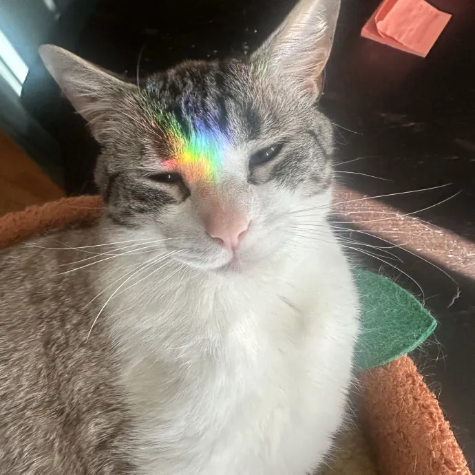 Experienced Cat Owner And Caregiver