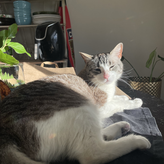Experienced Cat Owner And Caregiver