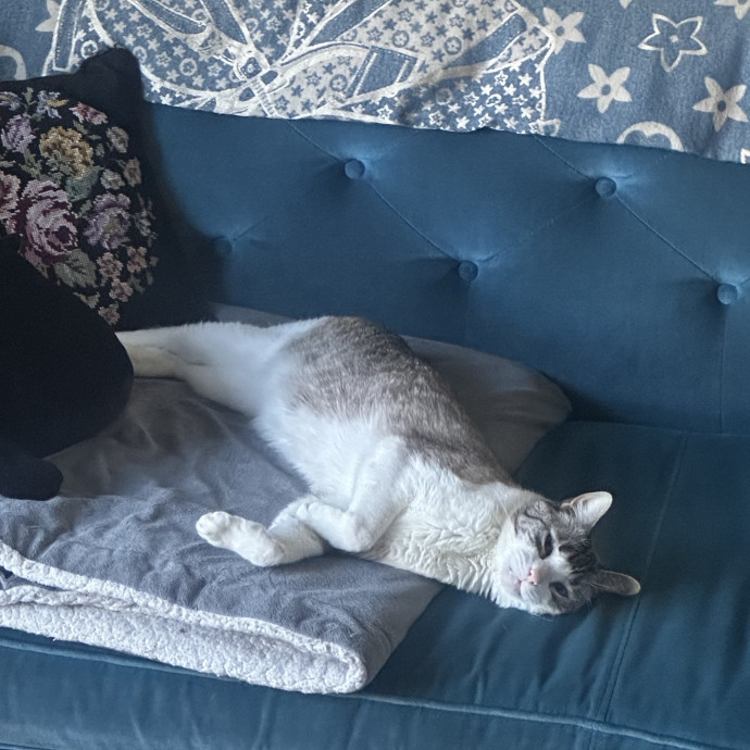 Experienced Cat Owner And Caregiver