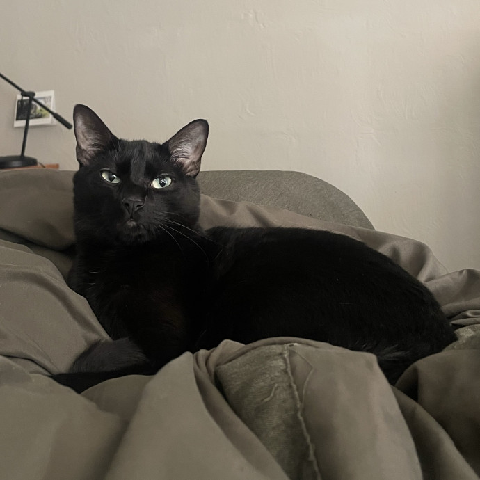 Experienced Cat Owner And Caregiver