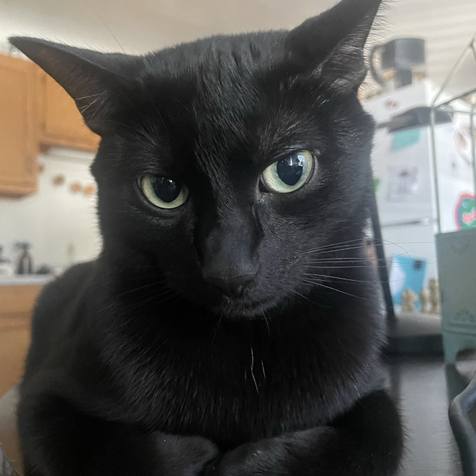 Experienced Cat Owner And Caregiver