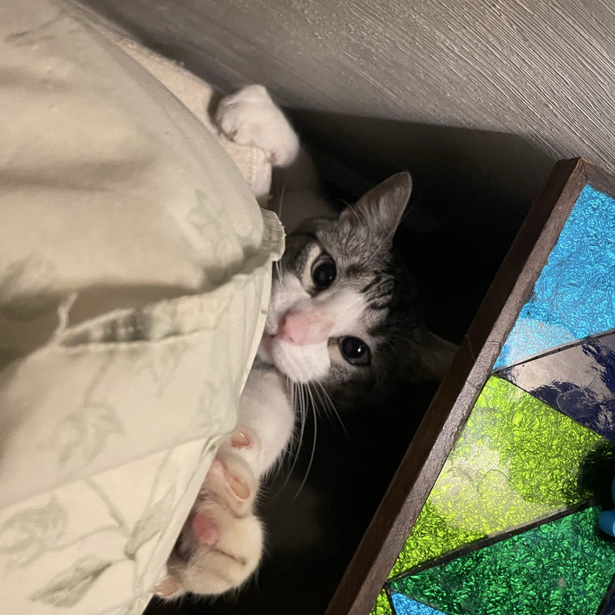 Experienced Cat Owner And Caregiver photo 3