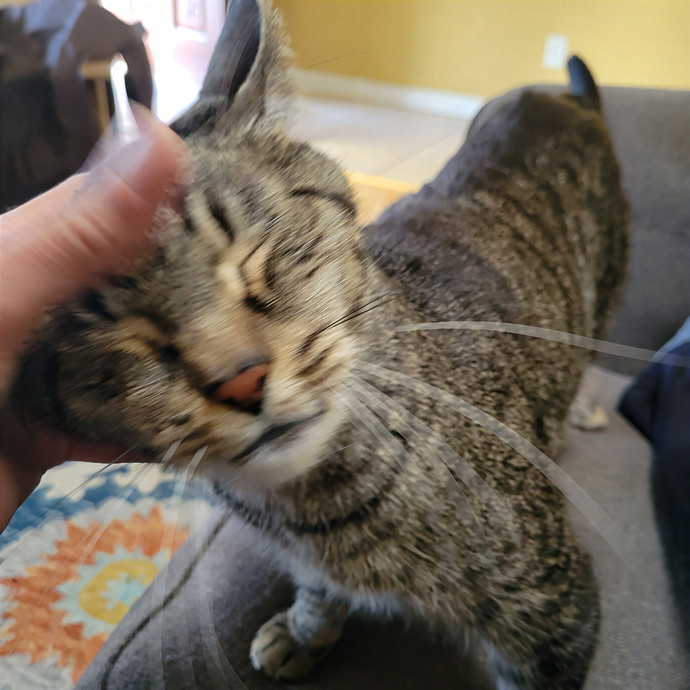 Purr Joy Cat Sitting In Fort Collins Co