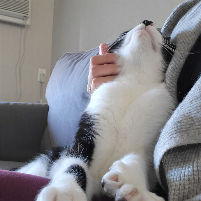 Purr Joy Cat Sitting In Fort Collins Co