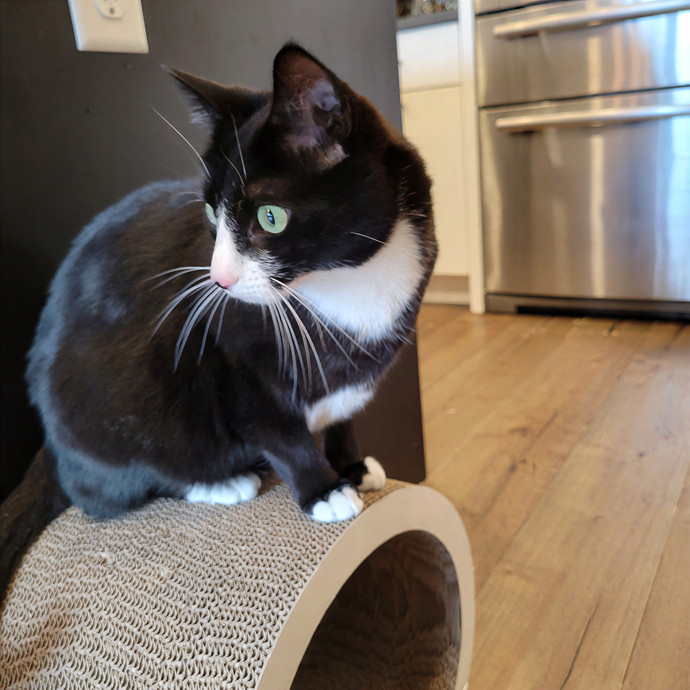 Purr Joy Cat Sitting In Fort Collins Co
