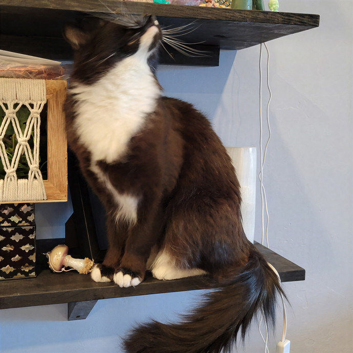 Purr Joy Cat Sitting In Fort Collins Co