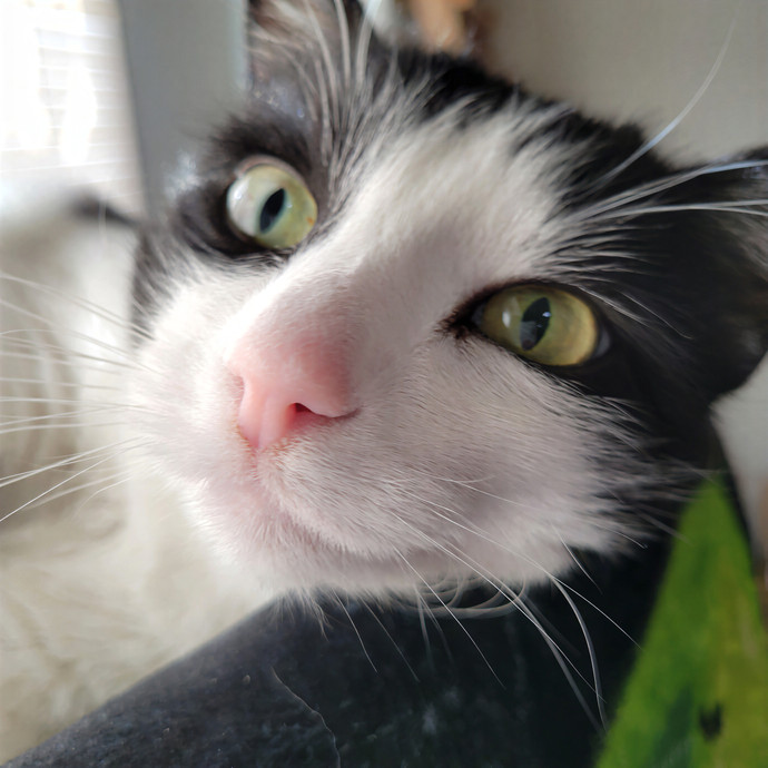 Purr Joy Cat Sitting In Fort Collins Co