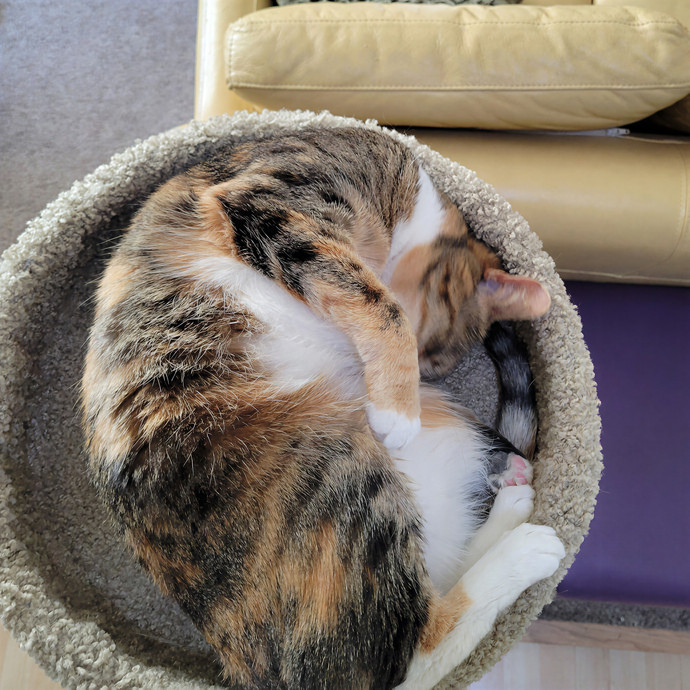 Purr Joy Cat Sitting In Fort Collins Co