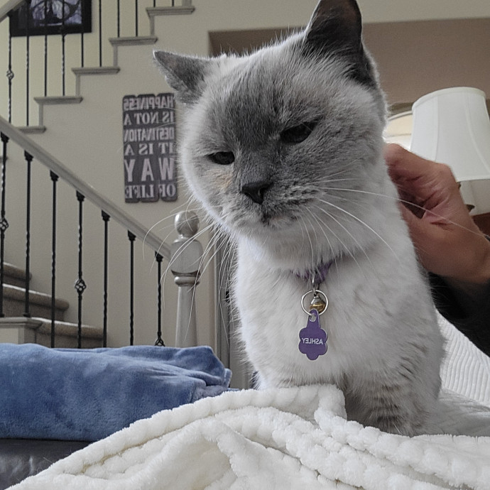 Purr Joy Cat Sitting In Fort Collins Co