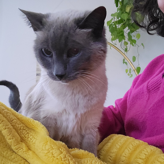 Purr Joy Cat Sitting In Fort Collins Co photo 2