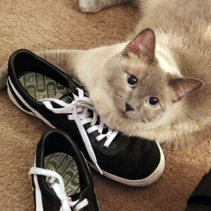 Catmom Mickey photo 3